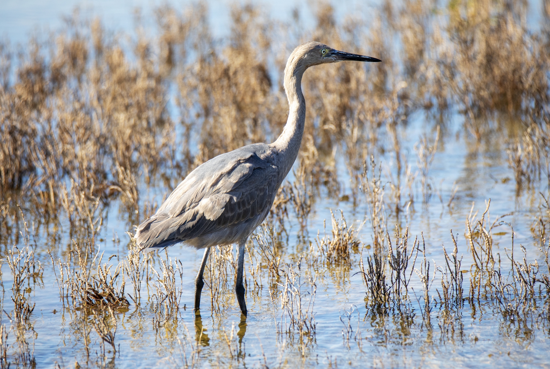 Young Grey Heron, Aransas National Wildlife Refuge, Texas
